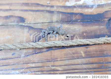 Auspicious gecko that eats pests 101418303