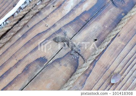 Auspicious gecko that eats pests Auspicious gecko that eats pests 101418308