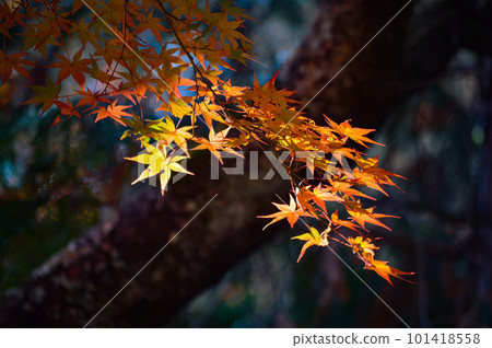 Autumn leaves of Kohokke Park in Kasai City, Hyogo Prefecture Autumn leaves of Kohokke Park in Kasai City, Hyogo Prefecture 101418558