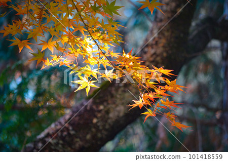 Autumn leaves of Kohokke Park in Kasai City, Hyogo Prefecture Autumn leaves of Kohokke Park in Kasai City, Hyogo Prefecture 101418559