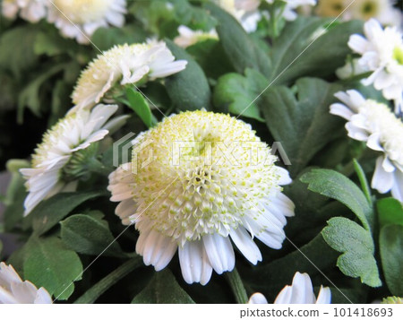 黃菊 黃菊 101418693