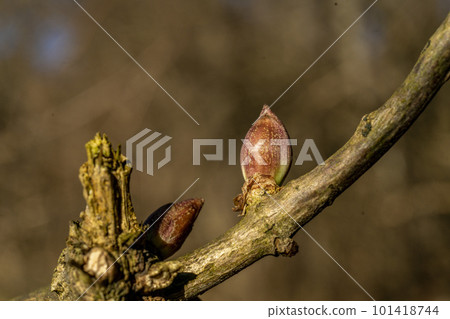 Elderberry buds, Oshino, spend a harsh winter waiting for spring 101418744