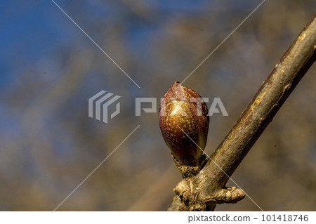 Elderberry buds, Oshino, spend a harsh winter waiting for spring Elderberry buds, Oshino, spend a harsh winter waiting for spring 101418746