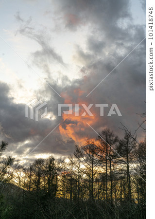 Oshino, a red cloud like a flame that spreads over the withered deciduous pine forest Oshino, a red cloud like a flame that spreads over the withered deciduous pine forest 101418748