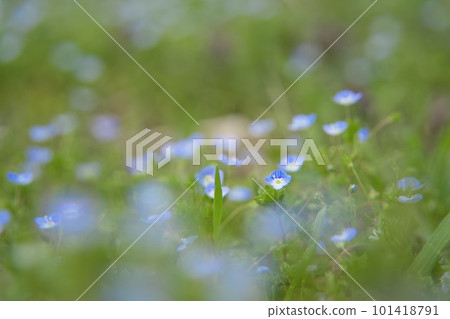 Blue Veronica flowers blooming in a spring field Blue Veronica flowers blooming in a spring field 101418791