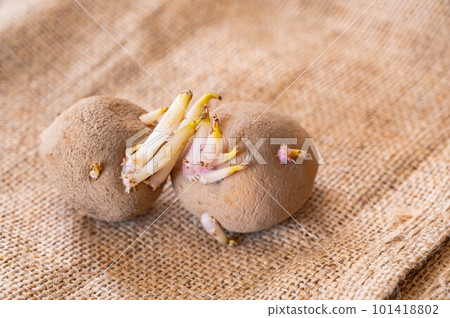 馬鈴薯種子馬鈴薯北明 101418802