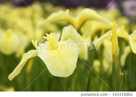 Close-up of yellow irises Close-up of yellow irises 101418862