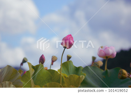 兵庫縣姬路市夢崎町山佐魚糕株式會社荷花池 101419052