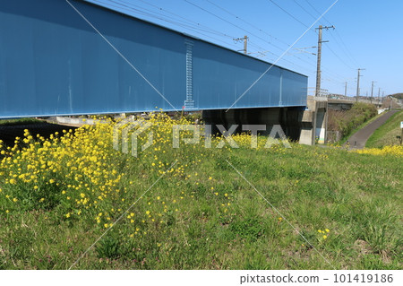 Canola flowers blooming near the iron bridge. 101419186