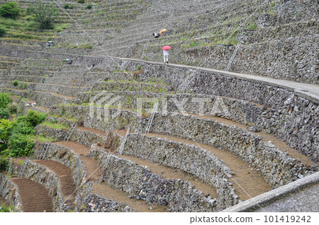 Terraced fields in Yuzumizugaura, Uwajima City, Ehime Prefecture 101419242