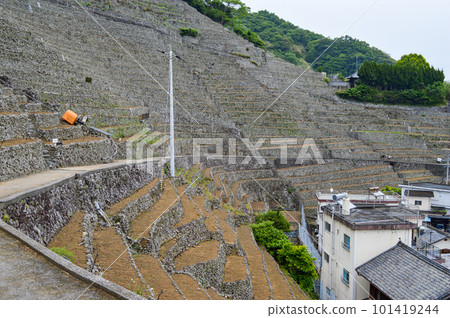 愛媛縣宇和島市湯水浦梯田 101419244
