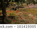 Disappeared camellia 101419305