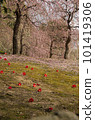 Jonan Miyagaku Shrine, red and white plum blossoms and fallen camellias 101419306