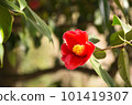 red camellia flower 101419307