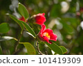 red camellia flower 101419309