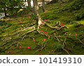 Moss garden, tree roots, fallen camellias 101419310