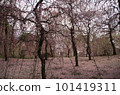 Plum Grove and Petal Carpet 101419311