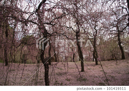 Plum Grove and Petal Carpet 101419311
