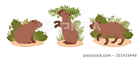 Cartoon herbivore capybara. Wild mammals in natural habitat. Semi-aquatic animals flat vector illustration set 101419448