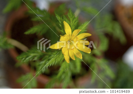 一朵預示春天的花，是春天的曇花一現。 101419489