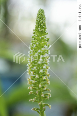 顧名思義，上面的花是白色的，下面的花是黃色的。 101419490