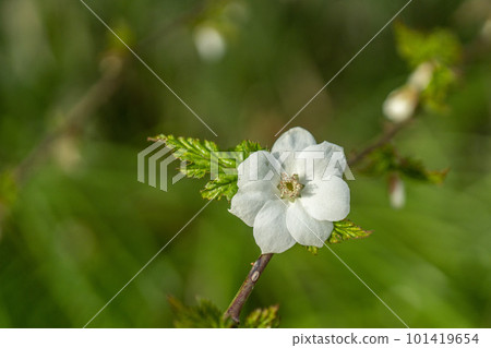 楓草莓的白花，黃色的果實，葉子像楓樹，特寫 101419654