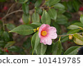 Pink camellia 101419785