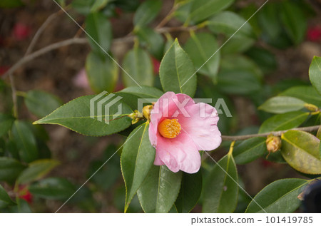 Pink camellia Pink camellia 101419785