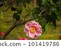 Pink Rose in Double-Saki 101419786