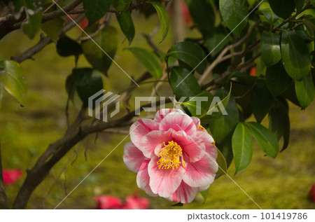 Pink Rose in Double-Saki Pink Rose in Double-Saki 101419786
