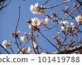 Sakura that shines in the blue sky 101419788