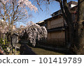 Cherry blossoms in Kyoto Shirakawa 101419789