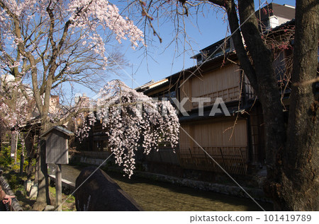 Cherry blossoms in Kyoto Shirakawa 101419789
