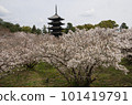Cherry blossoms and five-storied pagoda of Ninna-ji Temple 101419791