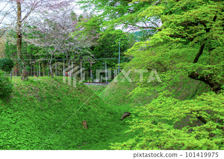 新鮮的綠色楓樹和櫻花 101419975