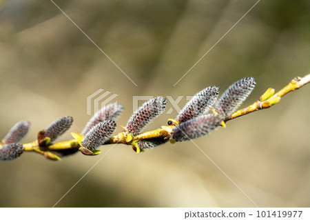 Male flower of dog willow, close-up Male flower of dog willow, close-up 101419977