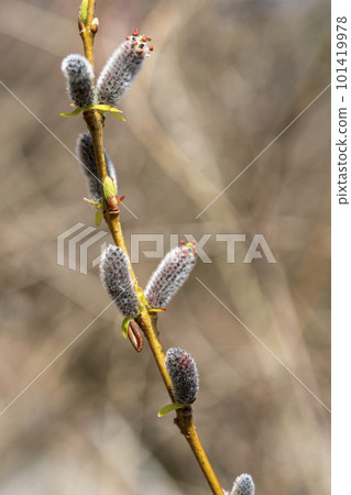 Female flower of dog willow, close-up Female flower of dog willow, close-up 101419978