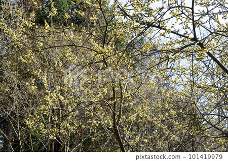 Wild cat willow, Bakko willow, and Oshino village shining silvery white in the sun Wild cat willow, Bakko willow, and Oshino village shining silvery white in the sun 101419979