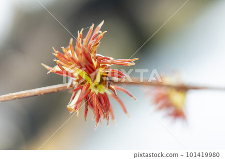 沒有花瓣的房櫻紅花(雄蕊狀的簇狀屋久),忍野村,特寫 沒有花瓣的房櫻紅花(雄蕊狀的簇狀屋久),忍野村,特寫 101419980