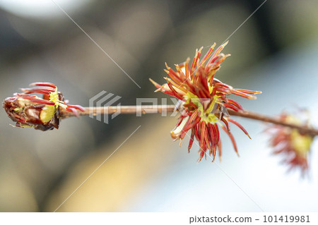 沒有花瓣的房櫻紅花（雄蕊狀的簇狀屋久），忍野村，特寫 101419981