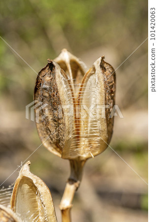 Remaining husks from which the seeds of the Lily lily flew away Remaining husks from which the seeds of the Lily lily flew away 101420063