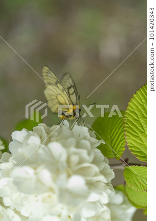 Parnassius sucking nectar from Odemari, Oshino village, close-up Parnassius sucking nectar from Odemari, Oshino village, close-up 101420343
