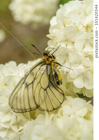 Parnassius sucking nectar from Odemari, Oshino village, close-up Parnassius sucking nectar from Odemari, Oshino village, close-up 101420344