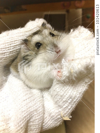 Djungarian hamster looking up - stock photo Djungarian hamster looking up - stock photo 101420613