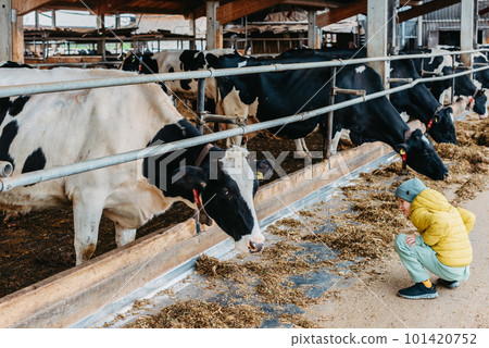 Caucasian little boy feeding cows on farm. Herd of milk cattle. Modern family countryside lifestyle. Agriculture and farming. Autumn season 101420752