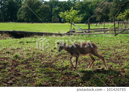 Whitetail Deer Bucks In Autumn Velvet Standing In An Opening In The Woods. Beautiful Deers In The Forest With Amazing Lights At Morning In October. 101420785