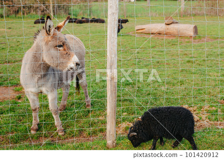 A guard donkey protects a sheep herd on the field in the warm light of sunrise in Germany, Europe A guard donkey protects a sheep herd on the field in the warm light of sunrise in Germany, Europe 101420912