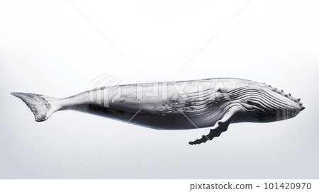 Whale on white background 101420970