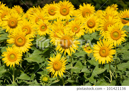 Beautiful yellow color sunflower in the agriculture farm background 101421136