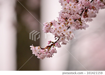 Cherry tree in full bloom Cherry tree in full bloom 101421159